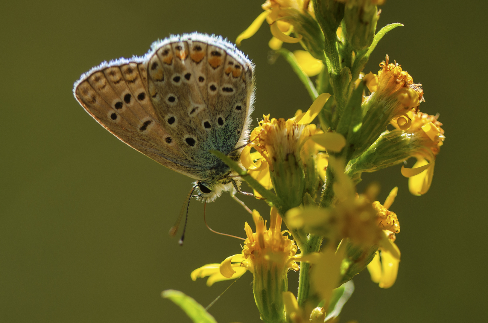 Hauhechel-Bläuling (Polyommatus icarus)