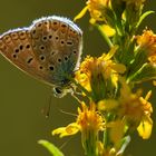 Hauhechel-Bläuling (Polyommatus icarus)