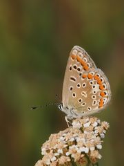  Hauhechel-Bläuling (Polyommatus icarus) 