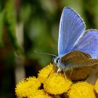 Hauhechel-Bläuling (Polyommatus icarus) 