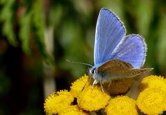 Hauhechel-Bläuling (Polyommatus icarus) 