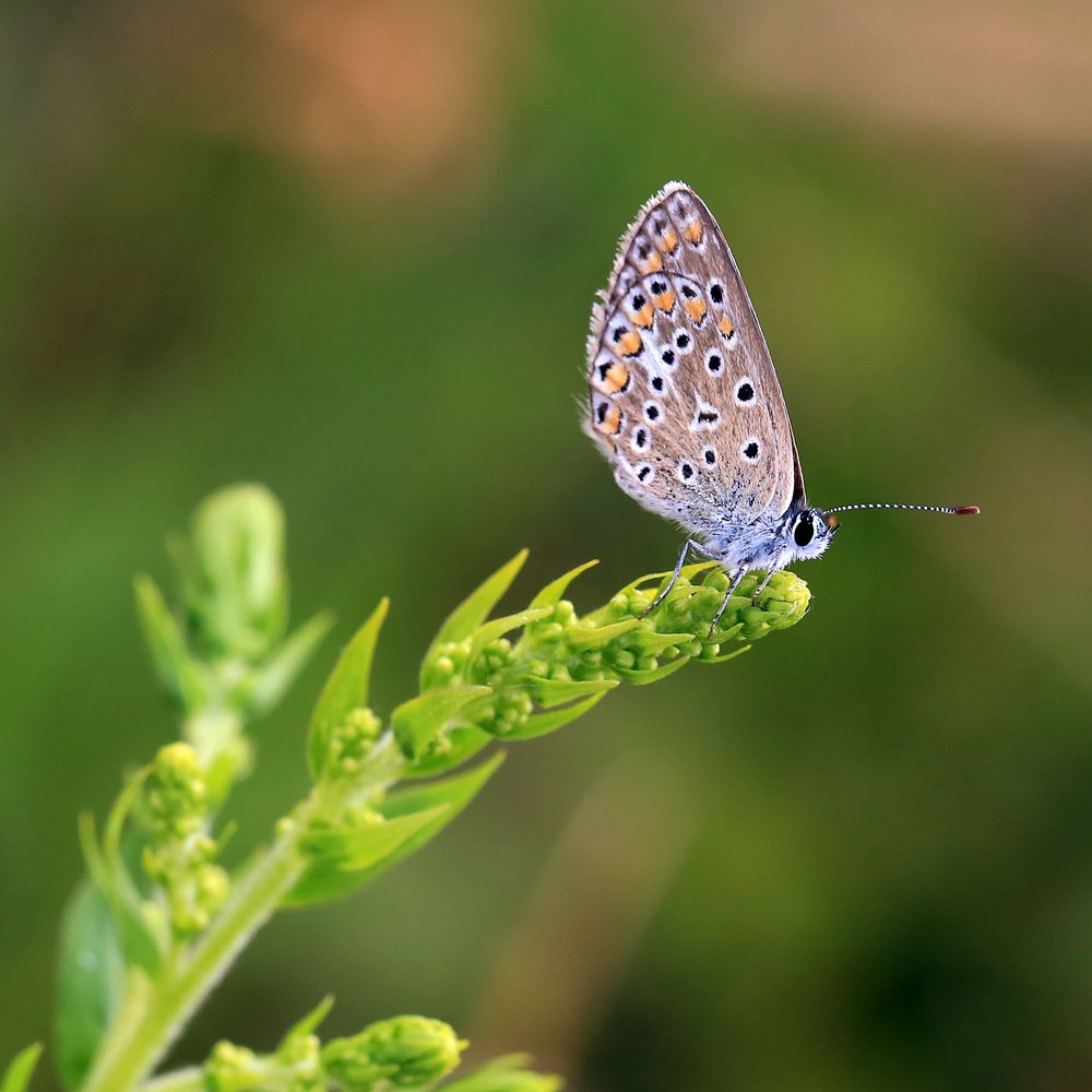 Hauhechel-Bläuling (Polyommatus icarus)