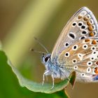 Hauhechel-Bläuling (Polyommatus icarus)