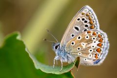 Hauhechel-Bläuling (Polyommatus icarus)