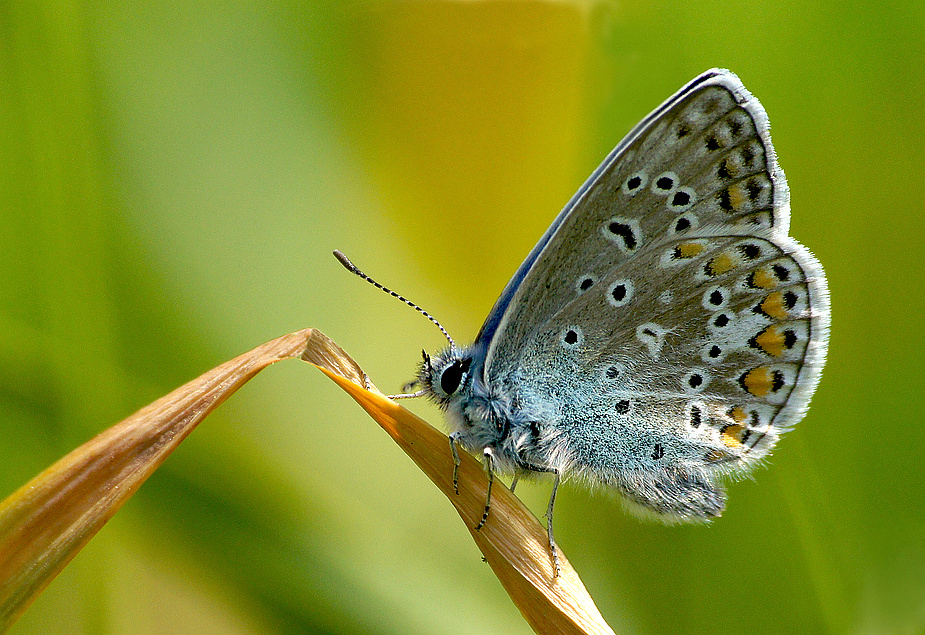 Hauhechel-Bläuling (Polyommatus icarus)