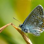 Hauhechel-Bläuling (Polyommatus icarus)