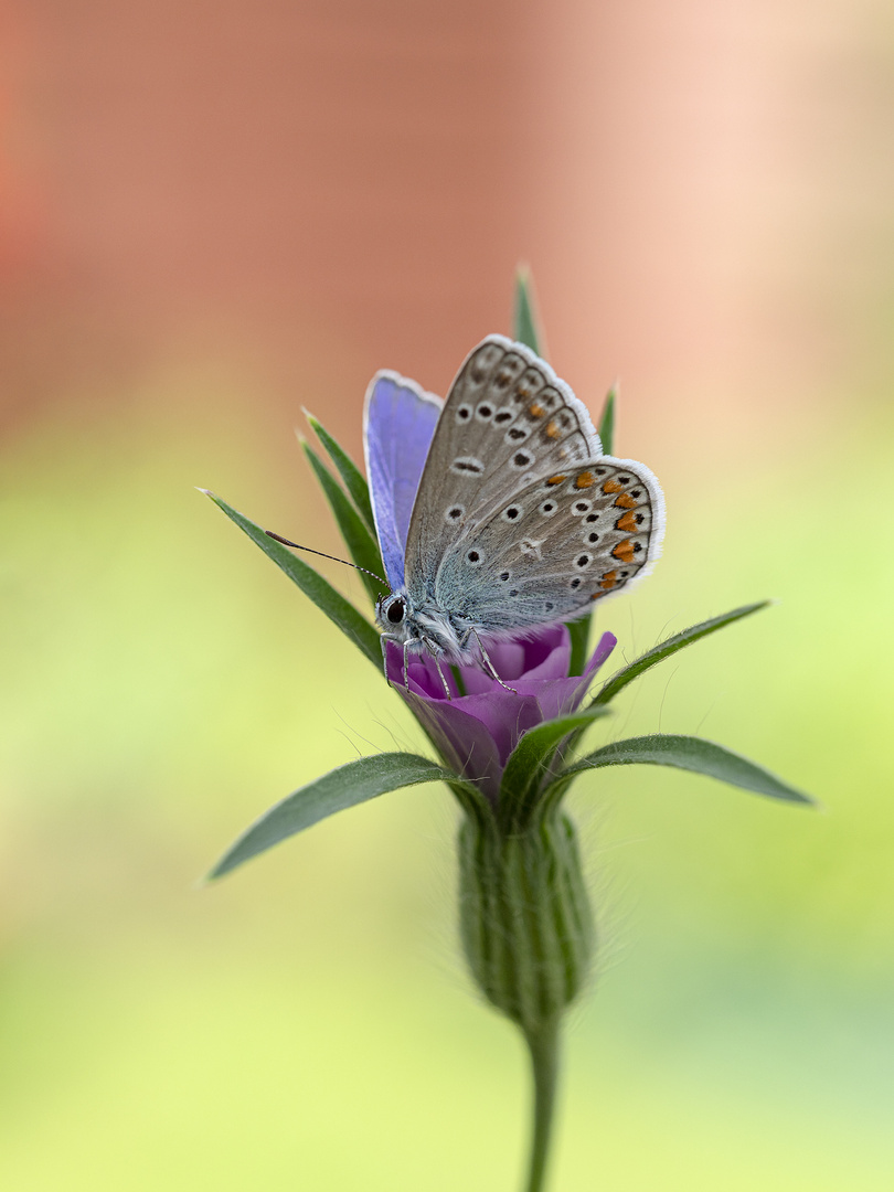 Hauhechel-Bläuling (Polyommatus icarus)