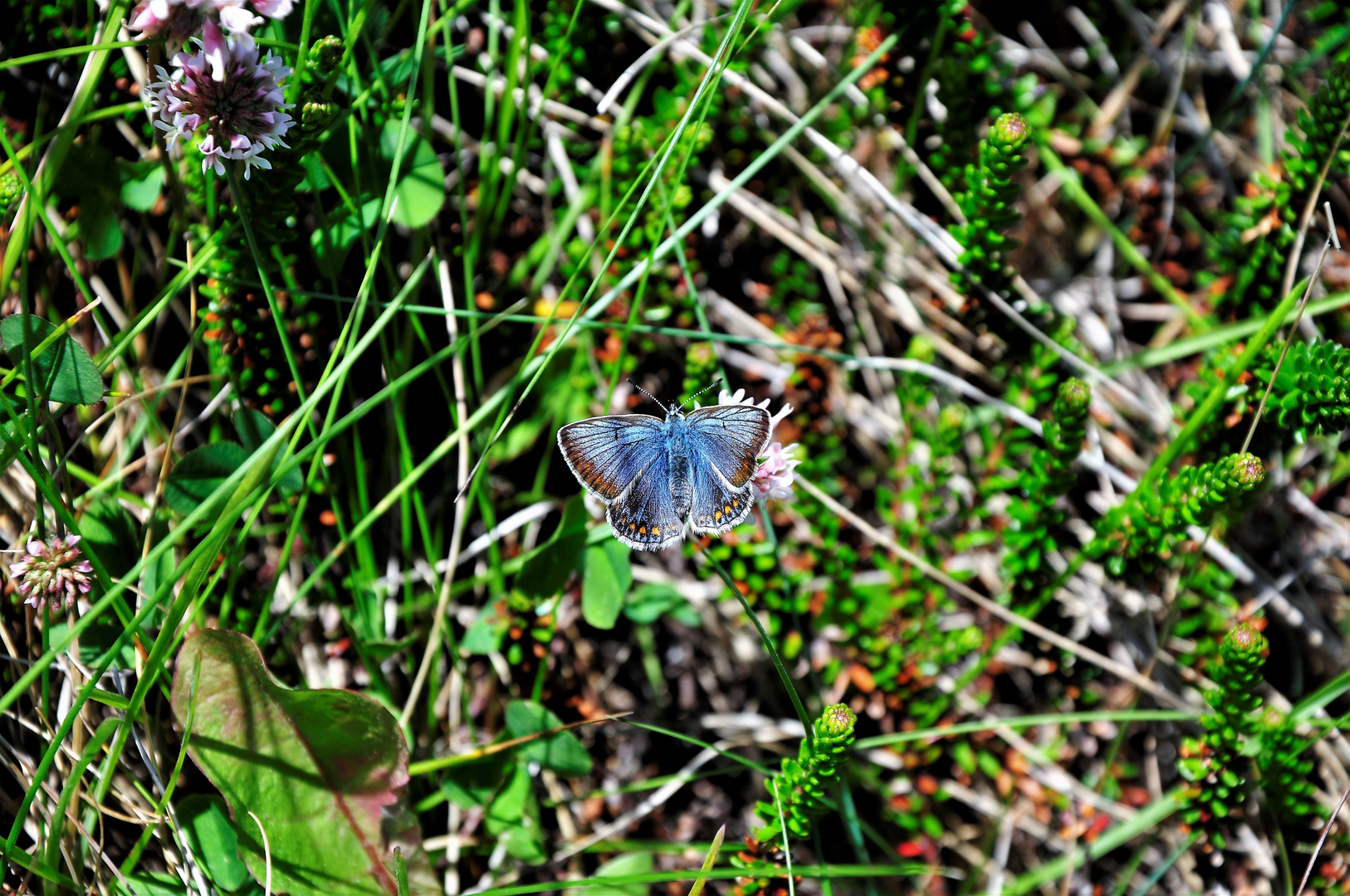 Hauhechel-Bläuling, Polyommatus icarus