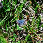 Hauhechel-Bläuling, Polyommatus icarus