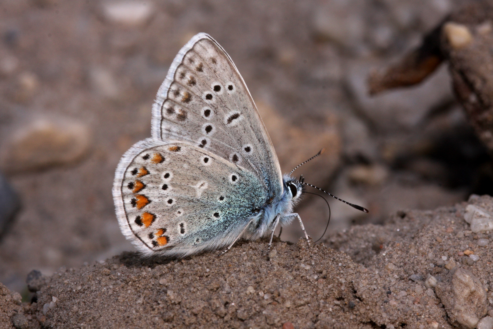 Hauhechel-Bläuling (Polyommatus icarus)