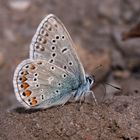 Hauhechel-Bläuling (Polyommatus icarus)