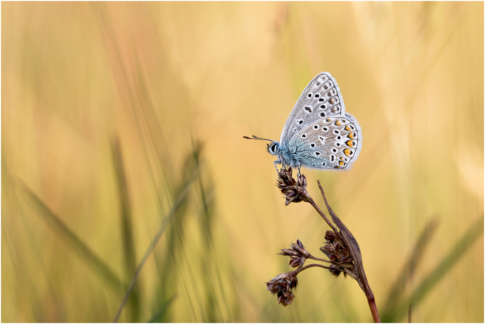 Hauhechel-Bläuling (Polyommatus icarus) I/15