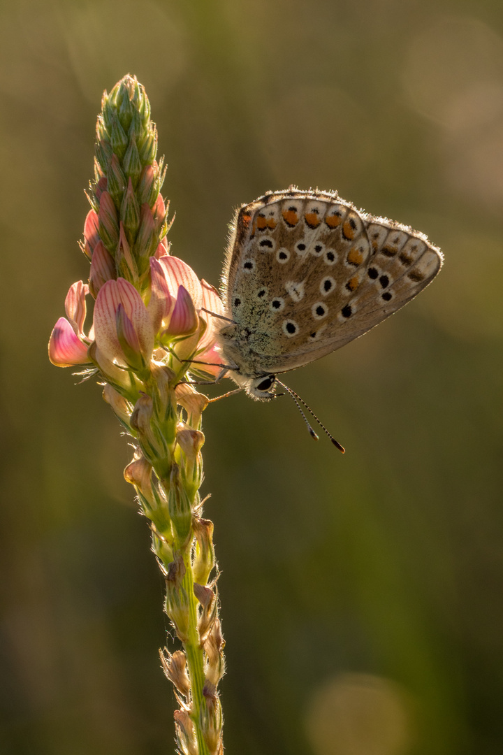 Hauhechel-Bläuling (Polyommatus icarus) im Gegenlicht