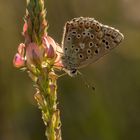 Hauhechel-Bläuling (Polyommatus icarus) im Gegenlicht