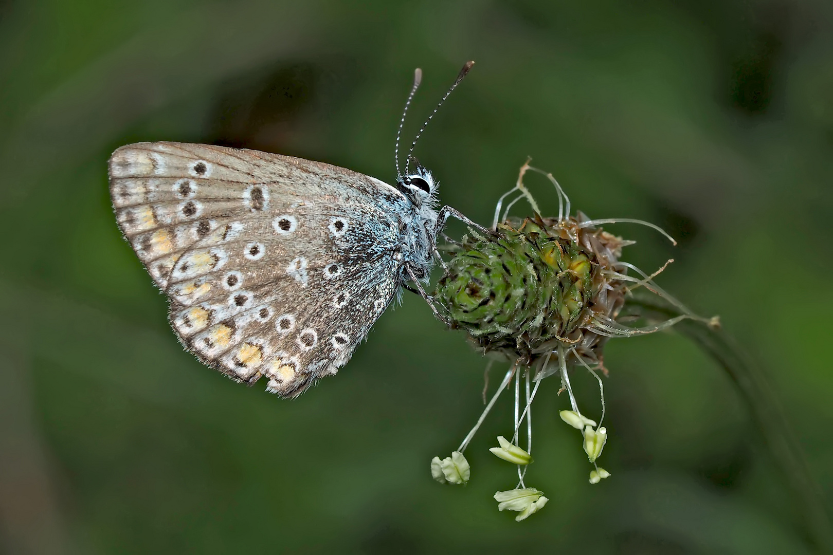 Hauhechel-Bläuling (Polyommatus icarus) - L’Argus bleu.