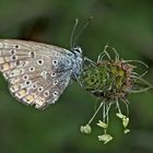 Hauhechel-Bläuling (Polyommatus icarus) - L’Argus bleu.