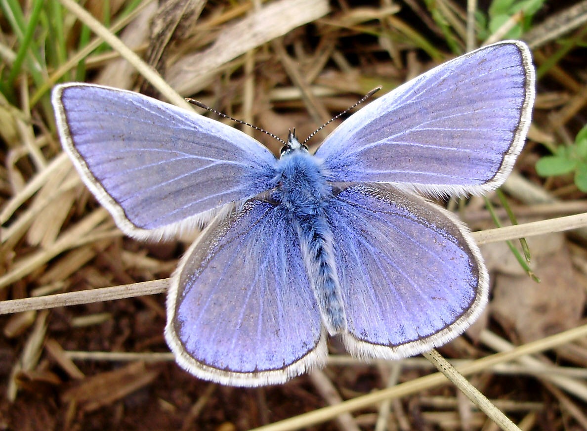 Hauhechel-Bläuling (Polyommatus icarus, Lycaenidae) 