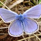 Hauhechel-Bläuling (Polyommatus icarus, Lycaenidae) 