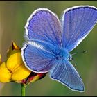 Hauhechel-Bläuling (Polyommatus icarus) - Männchen-