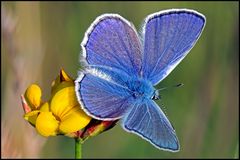 Hauhechel-Bläuling (Polyommatus icarus) - Männchen-