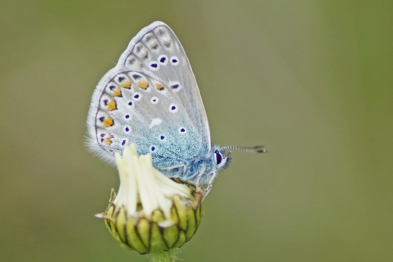 Hauhechel-Bläuling (Polyommatus icarus), Männchen