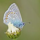 Hauhechel-Bläuling (Polyommatus icarus), Männchen