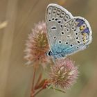 Hauhechel-Bläuling (Polyommatus icarus), Männchen