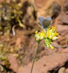 Hauhechel-Bläuling (Polyommatus icarus), Männchen.