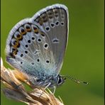 Hauhechel-Bläuling (Polyommatus icarus) - Männchen