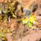 Hauhechel-Bläuling (Polyommatus icarus), Männchen...