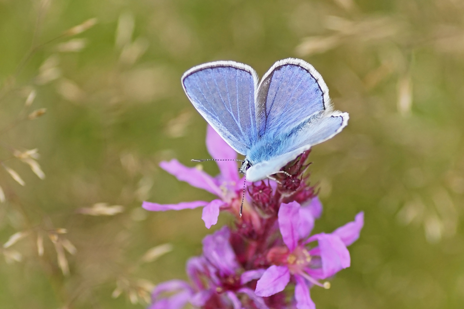 Hauhechel-Bläuling (Polyommatus icarus), Männchen