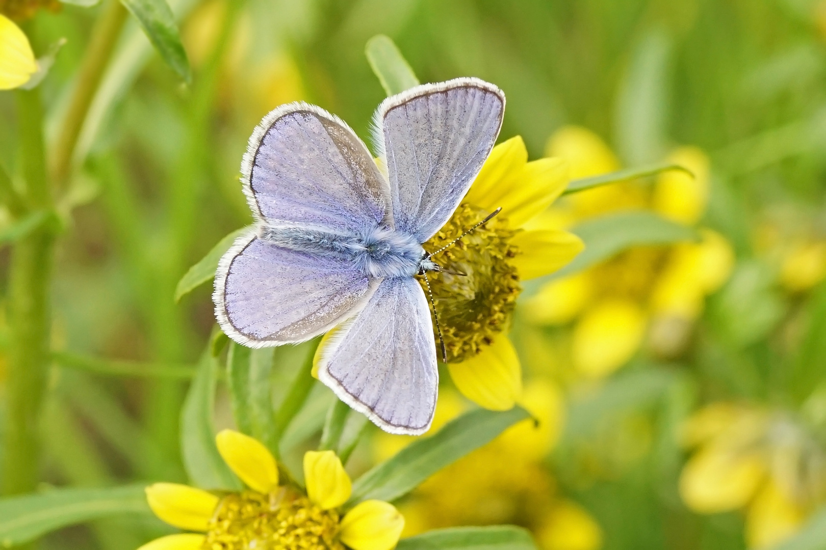 Hauhechel-Bläuling (Polyommatus icarus), Männchen