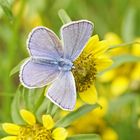 Hauhechel-Bläuling (Polyommatus icarus), Männchen