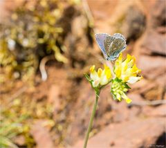 Hauhechel-Bläuling (Polyommatus icarus), Männchen...