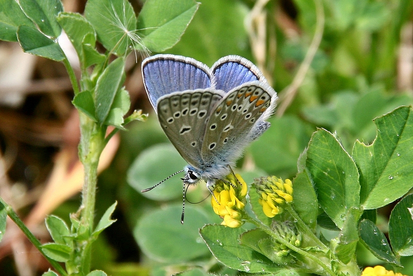 Hauhechel-Bläuling (Polyommatus icarus) Männlich