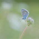 Hauhechel-Bläuling (Polyommatus icarus), männlich