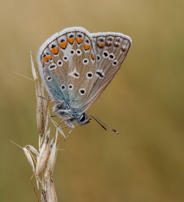 Hauhechel-Bläuling (Polyommatus icarus) Weibchen