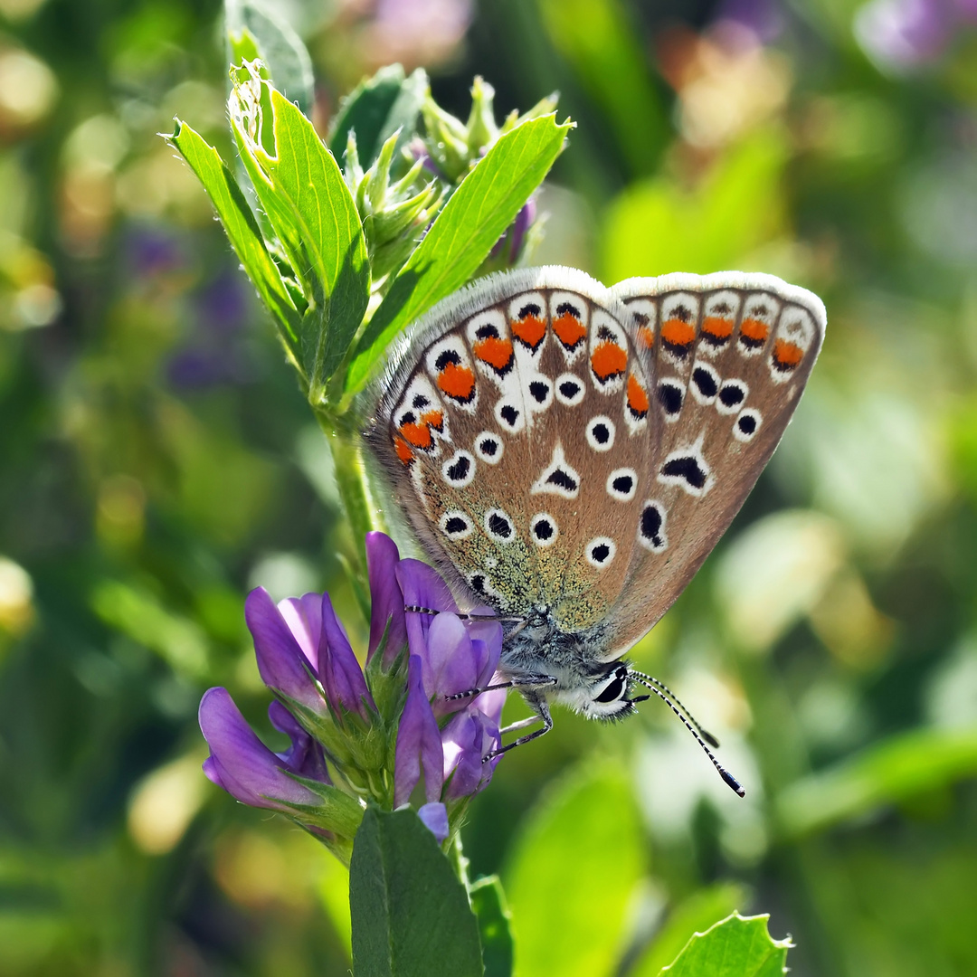 Hauhechel-Bläuling (Polyommatus icarus), Weibchen *