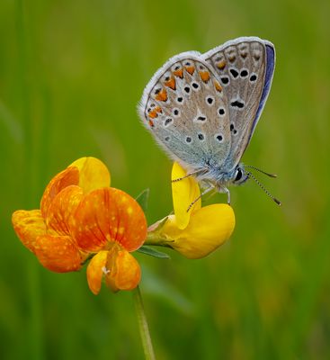 Hauhechel-Bläuling (Polyommatus icarus) Weibchen
