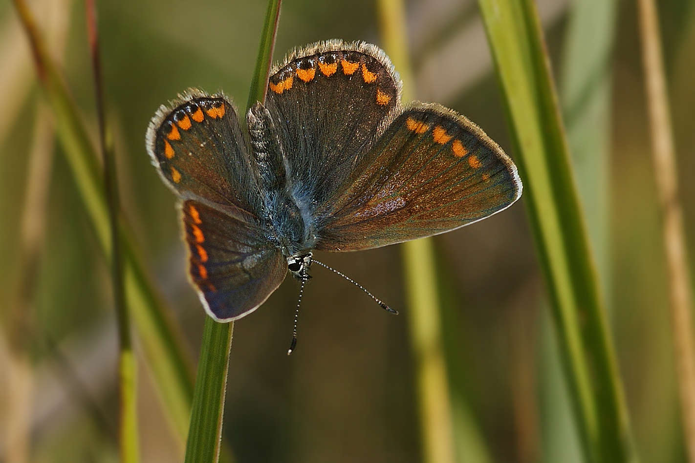 Hauhechel-Bläuling (Polyommatus icarus), Weibchen