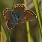 Hauhechel-Bläuling (Polyommatus icarus), Weibchen