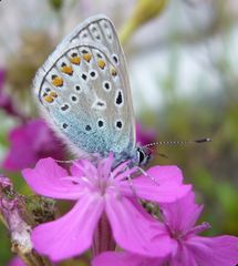 Hauhechel-Bläuling (Polyommatus icarus) - Zum Zweiten