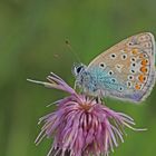 Hauhechel-Bläuling (Polyommatus icarus) - zusammengeklappt