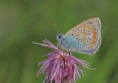 Hauhechel-Bläuling (Polyommatus icarus) - zusammengeklappt