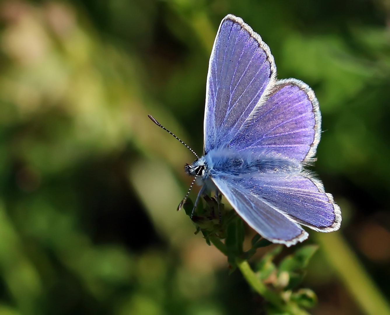 Hauhechel-Bläuling (Polyommatus icarus),Männchen