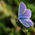 Hauhechel-Bläuling (Polyommatus icarus),Männchen