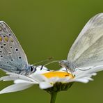 Hauhechel Bläuling vs. Senfweißling