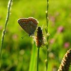 Hauhechel-Bläuling Weibchen