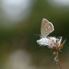 Hauhechel-Bläuling Weibchen