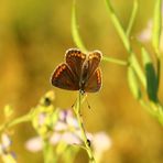 Hauhechel Bläuling - Weibchen Oberseite